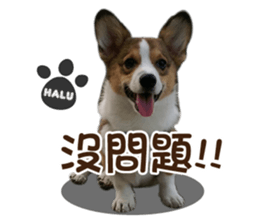 Corgi Puppy: Halu sticker #14218913