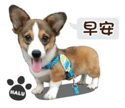Corgi Puppy: Halu sticker #14218914