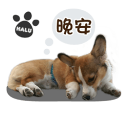 Corgi Puppy: Halu sticker #14218915