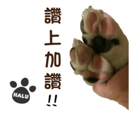Corgi Puppy: Halu sticker #14218916
