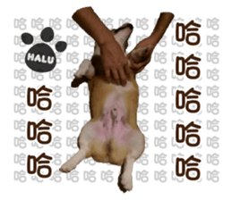Corgi Puppy: Halu sticker #14218917