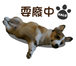 Corgi Puppy: Halu sticker #14218918
