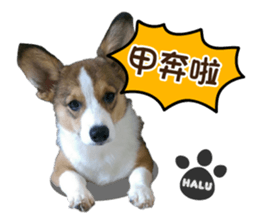 Corgi Puppy: Halu sticker #14218920