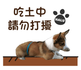 Corgi Puppy: Halu sticker #14218921