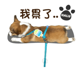 Corgi Puppy: Halu sticker #14218922