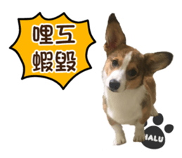 Corgi Puppy: Halu sticker #14218923