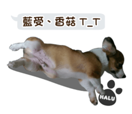 Corgi Puppy: Halu sticker #14218924