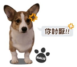 Corgi Puppy: Halu sticker #14218925