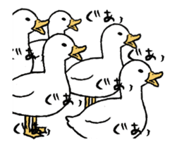 real duck in motion sticker #14219650