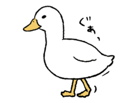 real duck in motion sticker #14219652