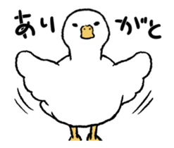 real duck in motion sticker #14219664