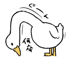 real duck in motion sticker #14219665