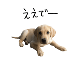 Moving Labrador Retriever sticker #14221783