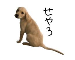 Moving Labrador Retriever sticker #14221784