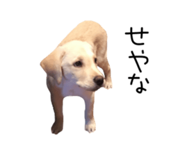 Moving Labrador Retriever sticker #14221785