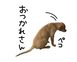 Moving Labrador Retriever sticker #14221786