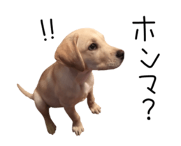 Moving Labrador Retriever sticker #14221787