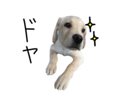Moving Labrador Retriever sticker #14221788
