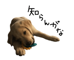 Moving Labrador Retriever sticker #14221789