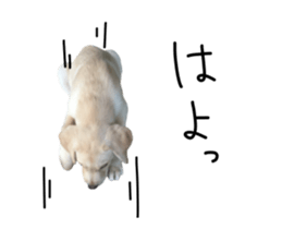 Moving Labrador Retriever sticker #14221791