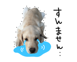 Moving Labrador Retriever sticker #14221793