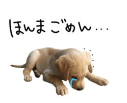 Moving Labrador Retriever sticker #14221795