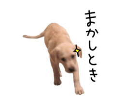 Moving Labrador Retriever sticker #14221796