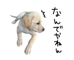 Moving Labrador Retriever sticker #14221797