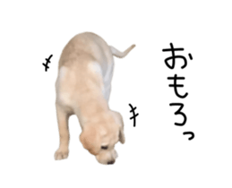 Moving Labrador Retriever sticker #14221798