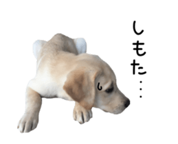 Moving Labrador Retriever sticker #14221799