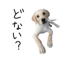 Moving Labrador Retriever sticker #14221800