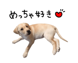 Moving Labrador Retriever sticker #14221801