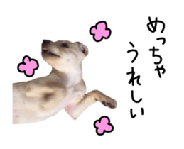 Moving Labrador Retriever sticker #14221802