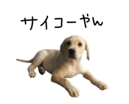 Moving Labrador Retriever sticker #14221803