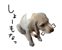 Moving Labrador Retriever sticker #14221804