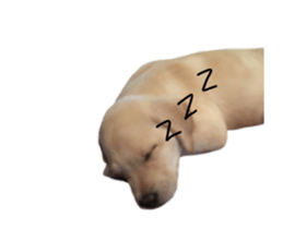 Moving Labrador Retriever sticker #14221805