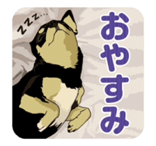 Chihuahua's everyday conversation sticker #14223744