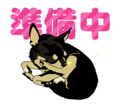 Chihuahua's everyday conversation sticker #14223745