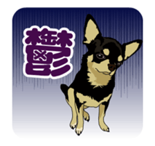 Chihuahua's everyday conversation sticker #14223756