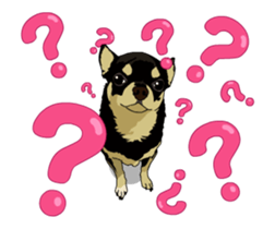 Chihuahua's everyday conversation sticker #14223762