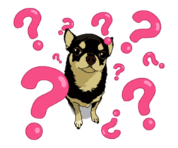 Chihuahua's everyday conversation sticker #14223762