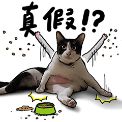 Egg Head's Cat Roommates photographs