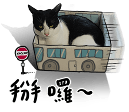 Egg Head's Cat Roommates photographs sticker #14224167