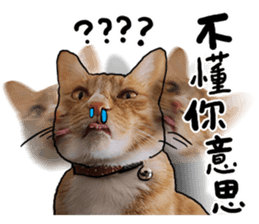 Egg Head's Cat Roommates photographs sticker #14224168