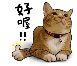 Egg Head's Cat Roommates photographs sticker #14224169