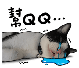 Egg Head's Cat Roommates photographs sticker #14224170