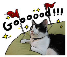 Egg Head's Cat Roommates photographs sticker #14224173