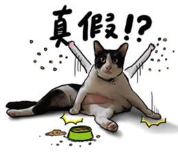 Egg Head's Cat Roommates photographs sticker #14224174