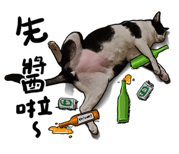 Egg Head's Cat Roommates photographs sticker #14224175