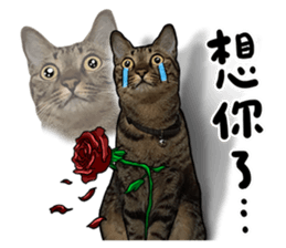 Egg Head's Cat Roommates photographs sticker #14224177